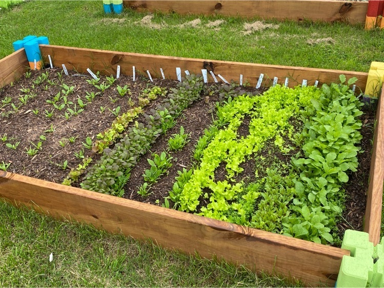 Lettuce, greens, and radishes.