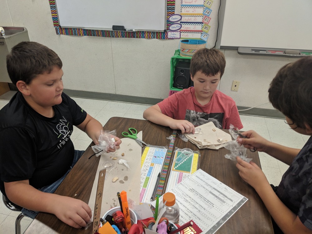 4th Grade Classes Germinate Seeds