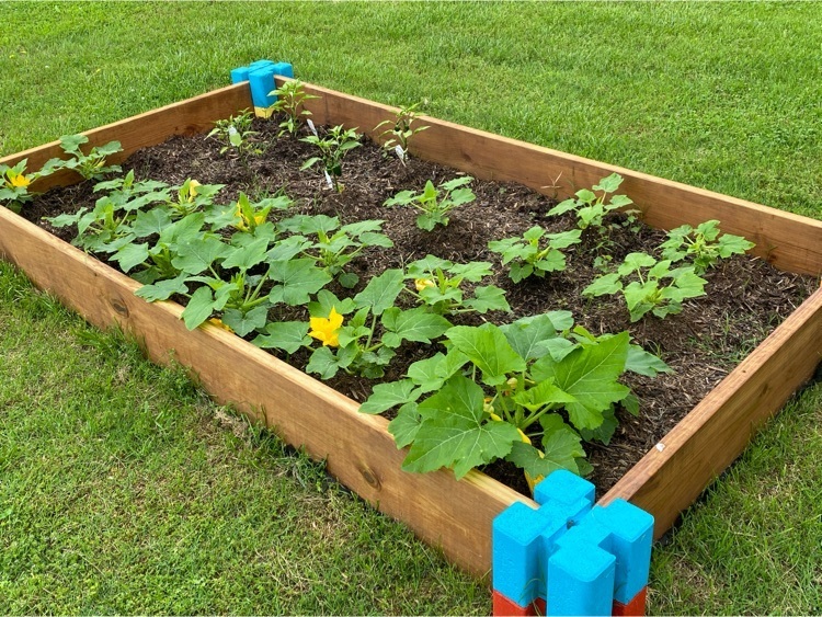 squash and peppers